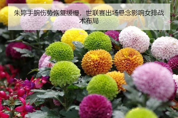 zhu-ting-shou-wan-shang-shi-hui-fu-huan-man-shi-lian-sai-chu-chang-xuan-nian-ying-xiang-nv-pai-zhan-shu-bu-ju-2-567.jpg